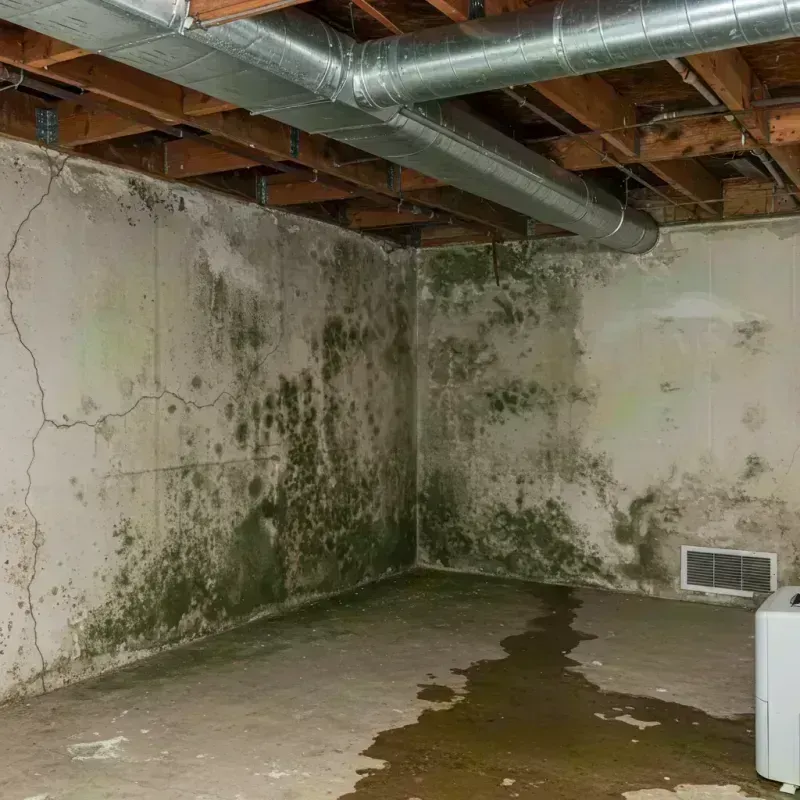 Professional Mold Removal in Alton, IL